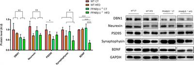 Peroxisomal Proliferator-Activated Receptor β/δ Deficiency Induces Cognitive Alterations